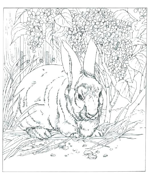520x614 Realistic Animal Colouring Pages Icontent