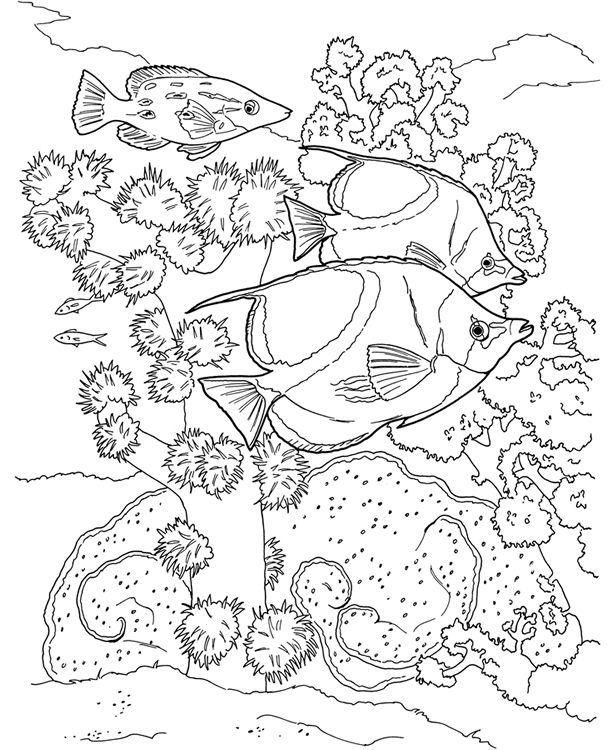 613x750 Coral Reef Coloring Book Sample Dover Color It!