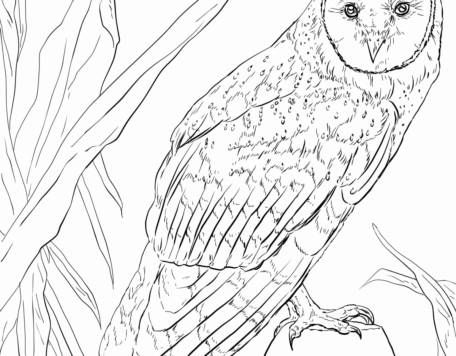 1536x1200 Barn Owl Coloring Page Free Coloring Sheets Sports Border Coloring