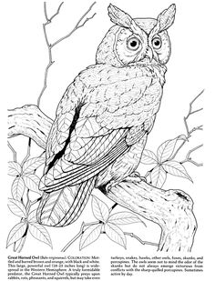 236x309 Realistic Owl Coloring Pages These Are Some Owl Coloring Pages