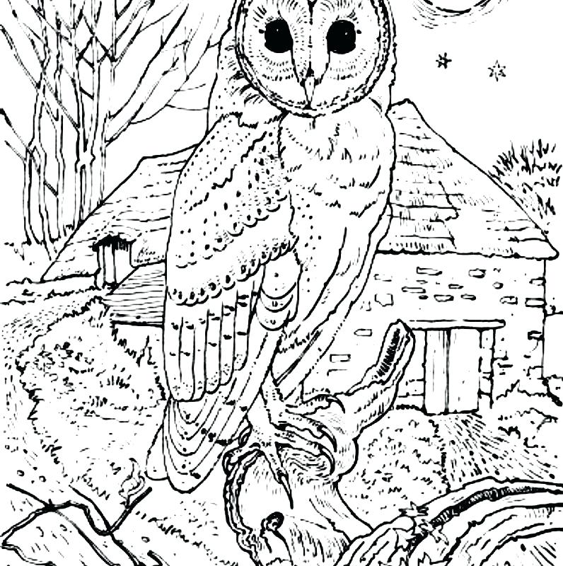 796x800 Barn Owl Coloring Page Realistic Barn Owl Coloring Pages Print
