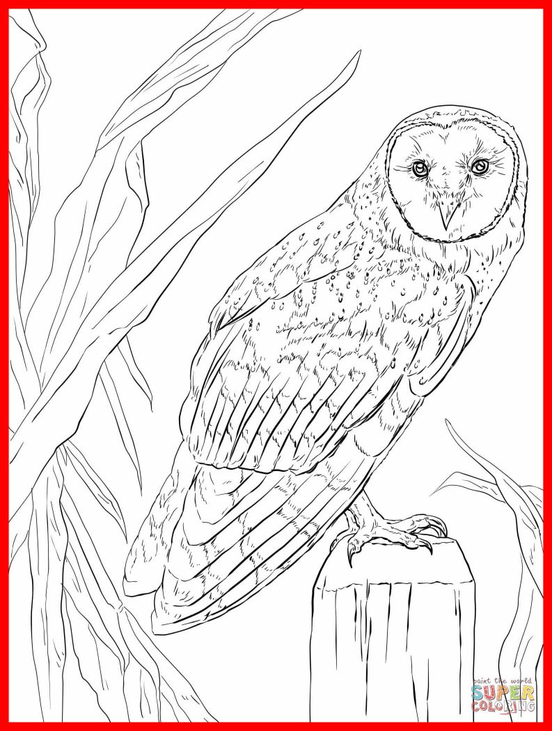 793x1049 Unbelievable Realistic Barn Owl Coloring Pages Print Animal Pic
