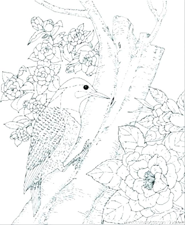 650x789 Birds Coloring Pages Owl Coloring Pages Bird Coloring Pages