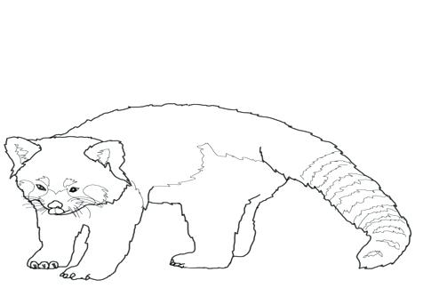 476x333 Red Panda Coloring Page And Red Panda Coloring Pages Realistic