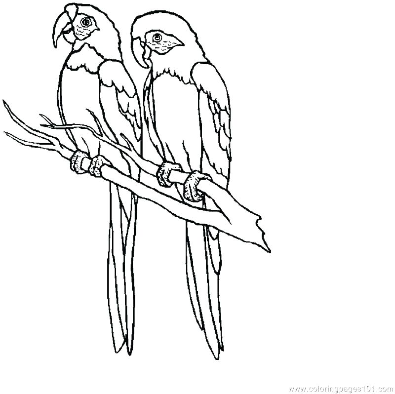 800x798 Parrot Coloring Page Macaw Coloring Pages Parrot Coloring Page