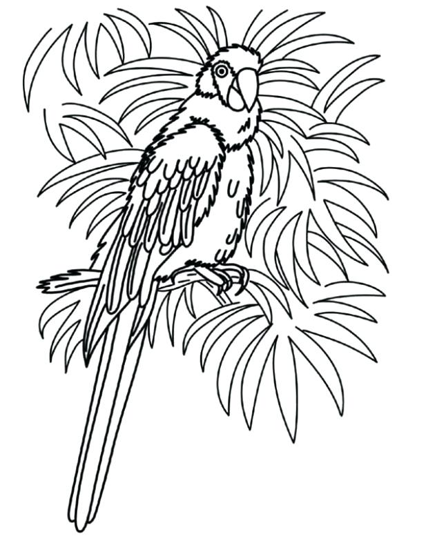 617x800 Parrot Coloring Page Tropical Parrot Coloring Pages For Grown Ups