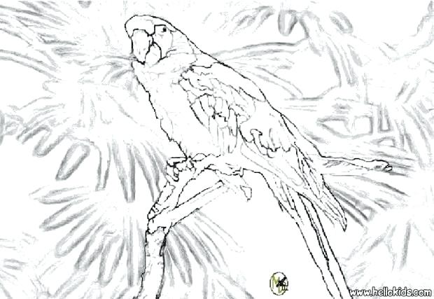 620x427 Parrot Coloring Pages Macaw Coloring Pages Parrot Coloring Page