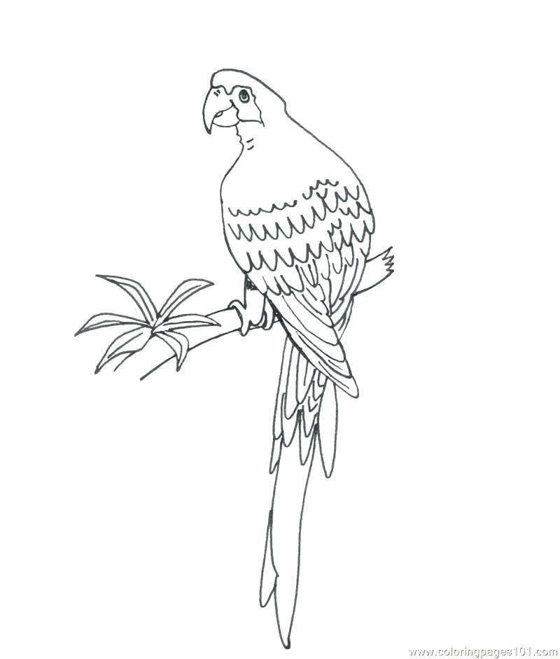 800x942 Parrot Coloring Pages Parrot Coloring Page Free Parrots Coloring