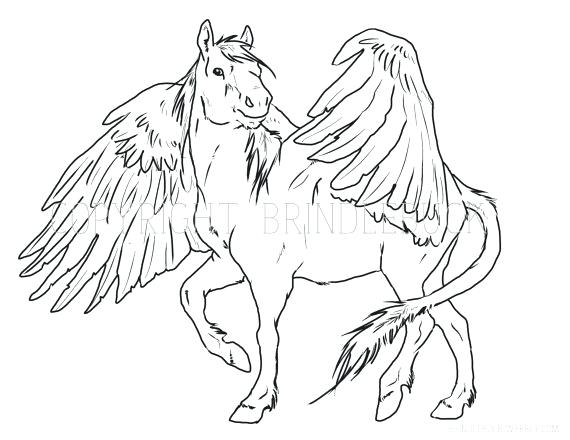 570x440 Pegasus Coloring Pages Top Coloring Pages Fee Unicorn Page Color