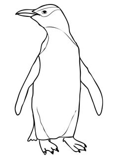 236x314 Little Penguin Images Drawings