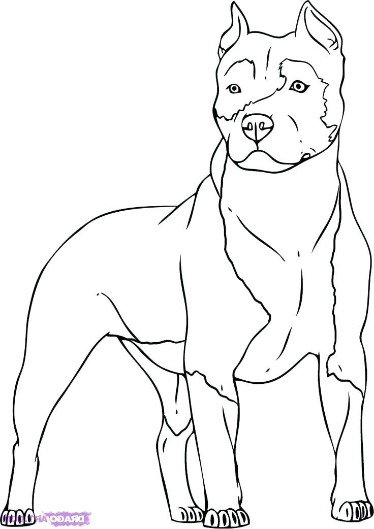 736x1042 Pitbull Coloring Page Coloring Pages Of A Cute Pitbull Puppy