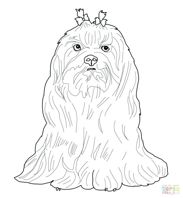 618x670 Pitbull Coloring Page Download Coloring Pages Page Free Printable