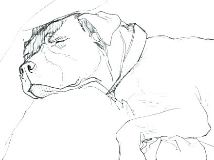 440x330 Pitbull Coloring Pages Dog Coloring Page Pitbull Puppy Coloring