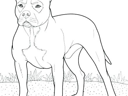 440x330 Pitbull Coloring Page