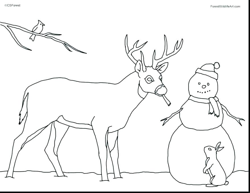 878x678 Deer Coloring Pages Lovely White Tailed Deer Coloring Pages Best