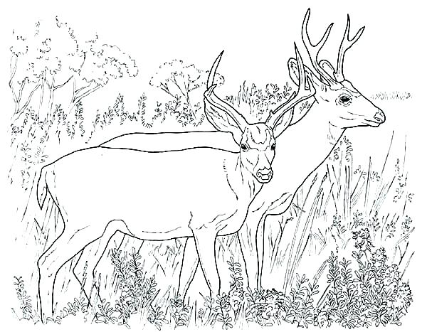 600x467 Deer Coloring Sheet Free Deer Coloring Pages Deer Color Pages Free