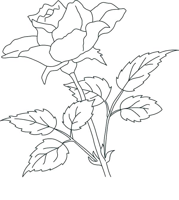 600x673 Realistic Flower Coloring Pages Realistic Flower Coloring Pages