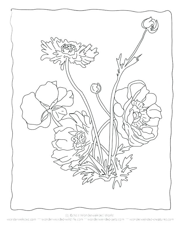 612x792 Spring Flower Coloring Pages Printable Realistic Rose Fuhrer Von