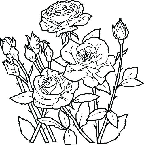 500x503 Realistic Flower Coloring Pages