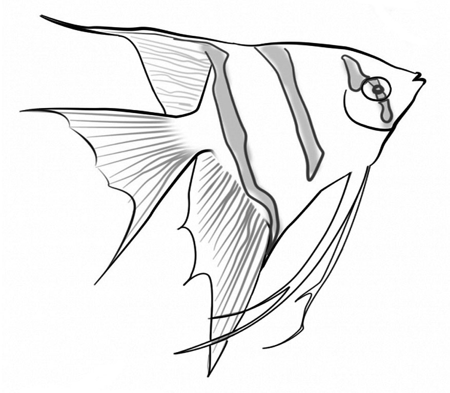 878x768 Realistic Sea Life Coloring Pages