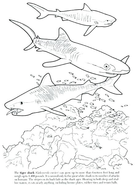 443x600 Great White Shark Coloring Pages Kids Coloring Great White Shark
