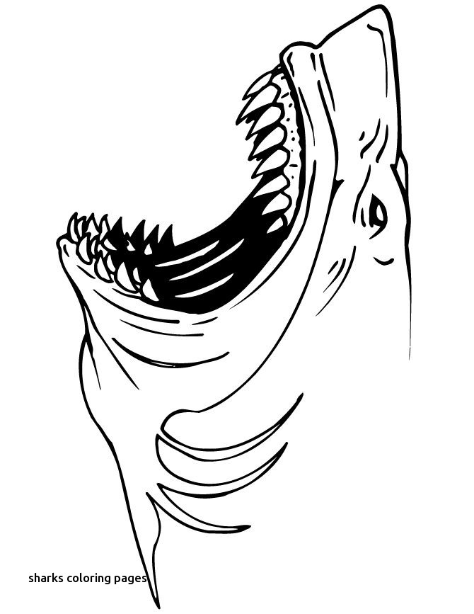 670x867 Realistic Shark Free Coloring Page For Sharks Coloring Pages