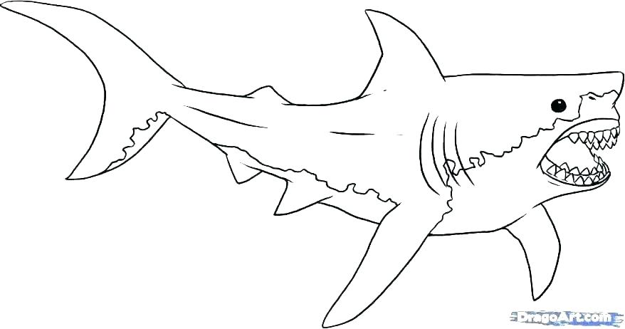 878x462 Great White Shark Coloring Page Professional