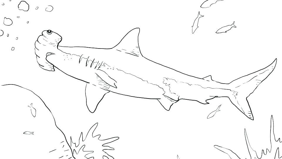 960x544 Great White Shark Coloring Pages Printable Icontent