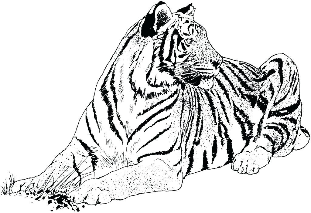 1024x702 Free Tiger Coloring Pages Tigers Coloring Pages Free Printable
