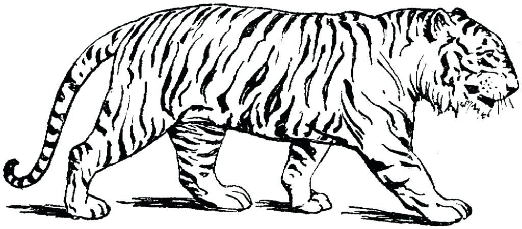 1024x451 Jaguar Coloring Page Tiger Coloring Pages Realistic Tigers