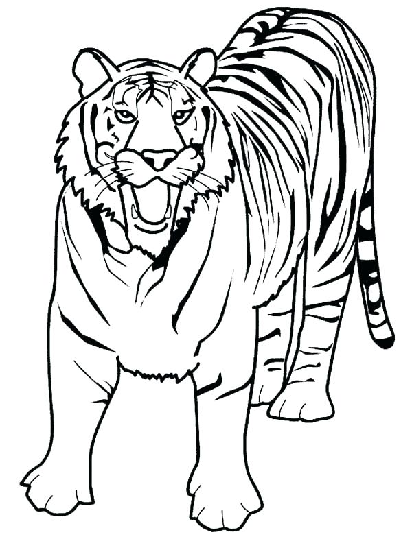 600x786 Tiger Face Coloring Page Tiger Face Coloring Page Realistic Tiger