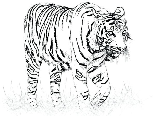 595x447 Free Tiger Coloring Pages Slavyanskiy Club