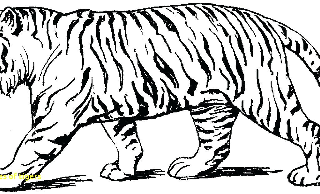 1024x623 Tiger Head Coloring Page