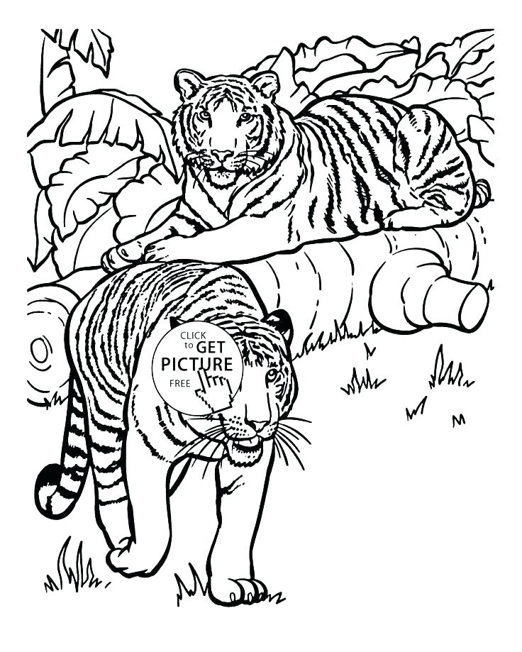 736x919 Coloring Pages Animals Realistic Coloring Pages Animals Realistic