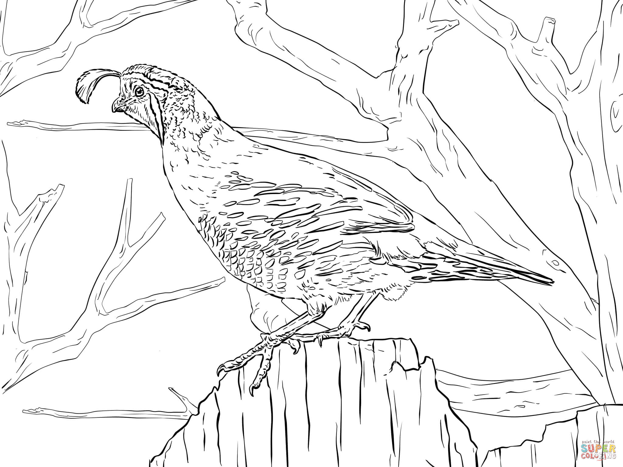 2048x1536 Fresh Coloring Pages Birds Realistic Best Of Realistic Tree