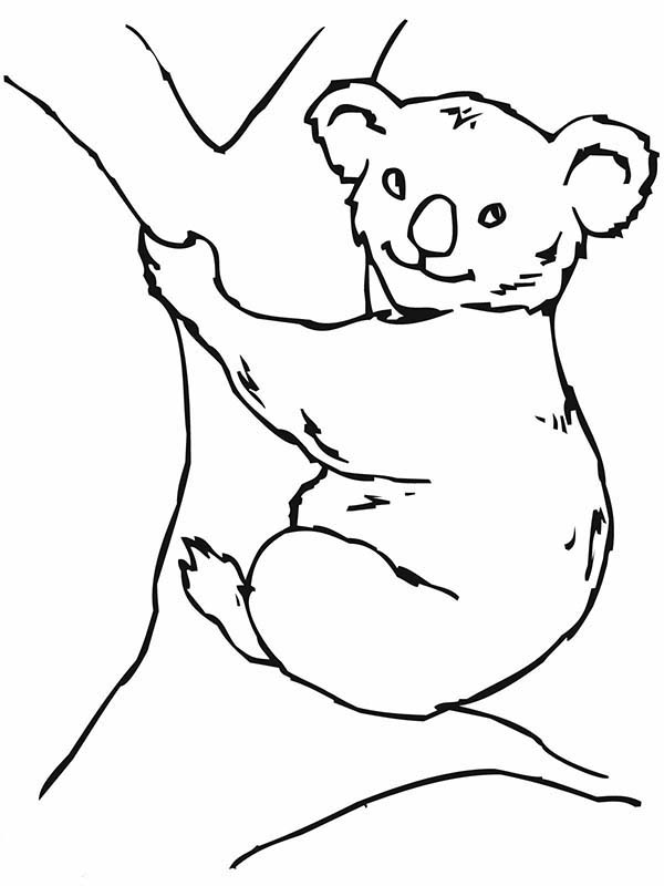 600x800 Koala Bear On Big Tree Coloring Page Color Luna