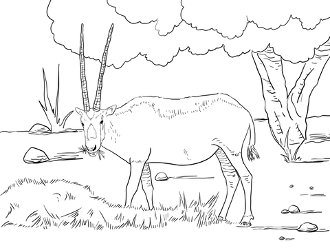 480x360 Realistic Arabian Oryx With Long Horn And Tree Coloring Page