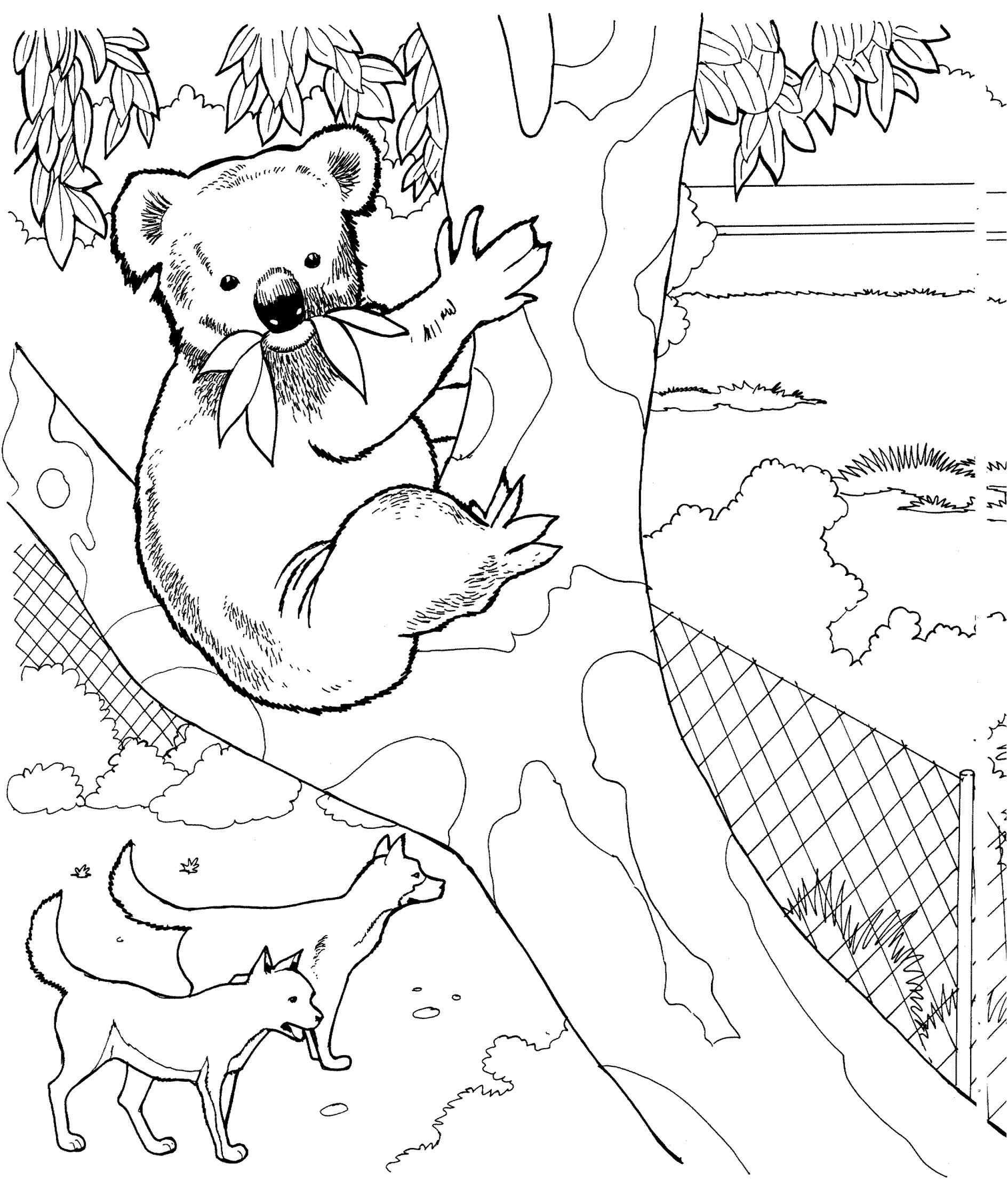 1890x2226 Realistic Koala Coloring Pages Online Coloring Printable