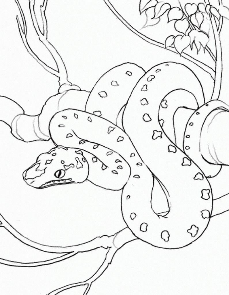 795x1024 Realistic Snake On A Tree Coloring Page Famous People Coloring