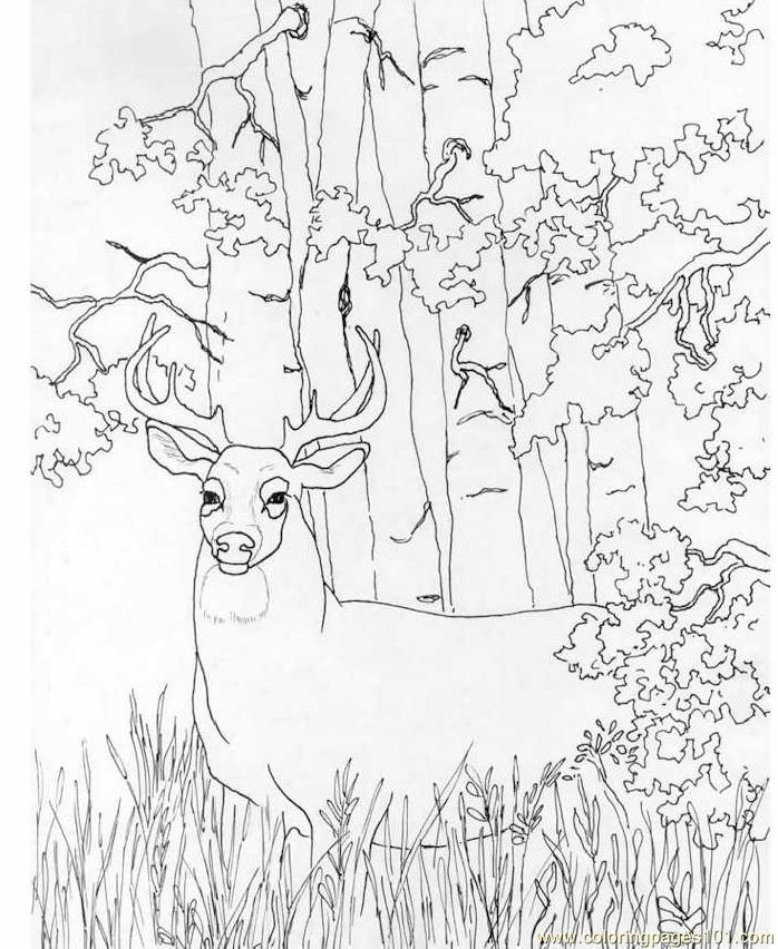 698x852 Realistic Whitetail Deer Coloring Pages Printable Coloring Pages