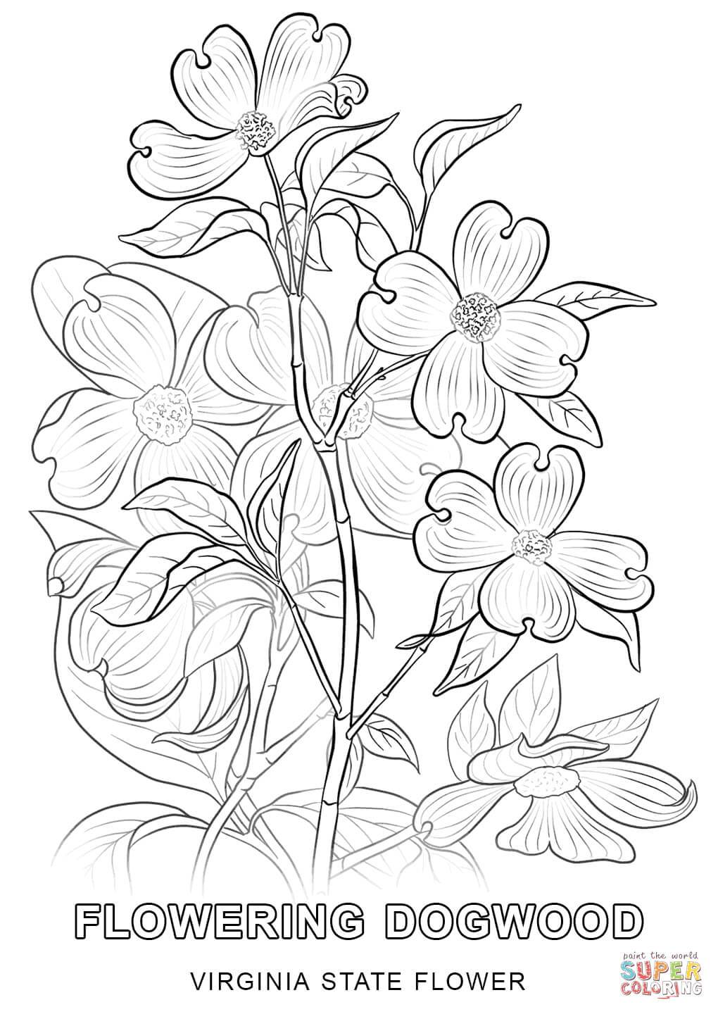 1020x1440 Unbelievable Kansas State Flower Coloring Page Printable