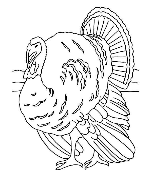600x734 Realistic Thanksgiving Day Turkey Lineart Coloring Page