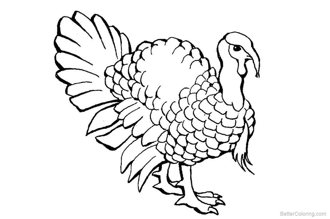1100x730 Turkey Coloring Pages Realistic Line Drawing