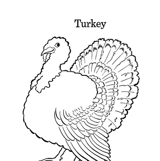 525x527 Turkey Coloring Pages Realistic Turkey Coloring Pages Kids