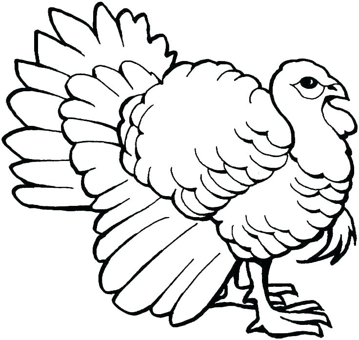 736x697 Coloring Pages Of A Turkey Turkeys Coloring Pages Realistic Animal