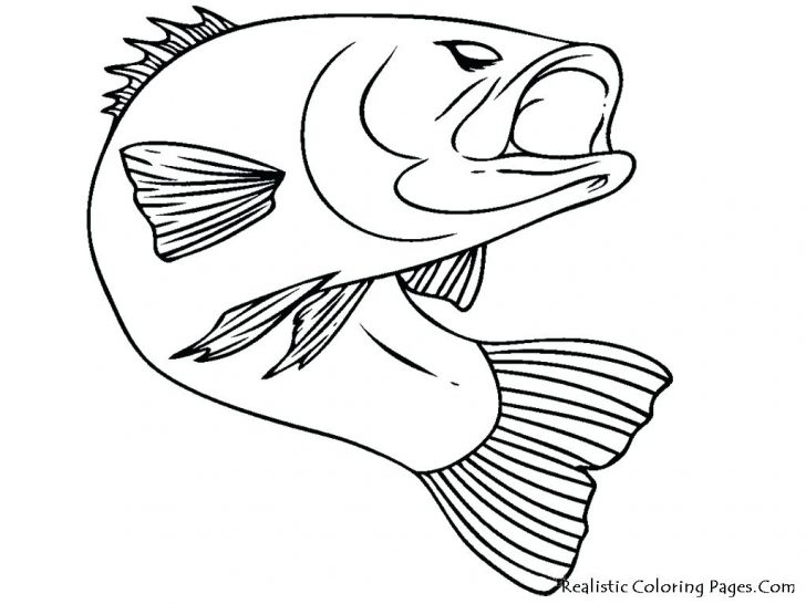 728x546 Coloring Pages Thanksgiving Turkey Bass Fish Realistic Fading