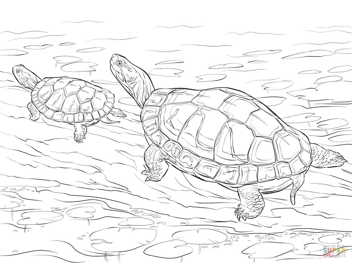 1200x900 Luxury Realistic Turtle Coloring Pages Improved Of Sea Turtles