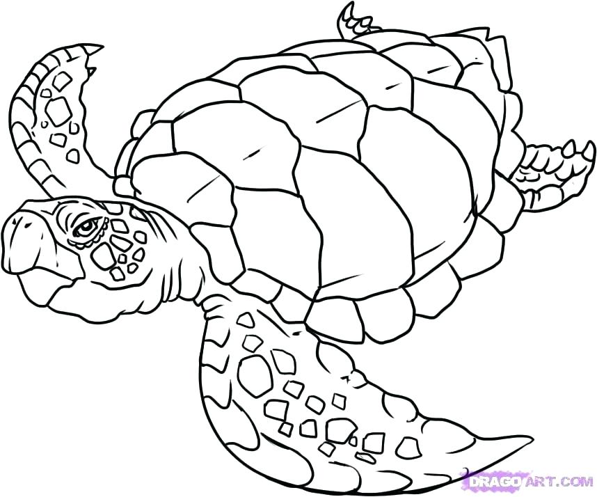 858x714 Or Realistic Sea Turtle Coloring Pages For Adults Sea Turtle