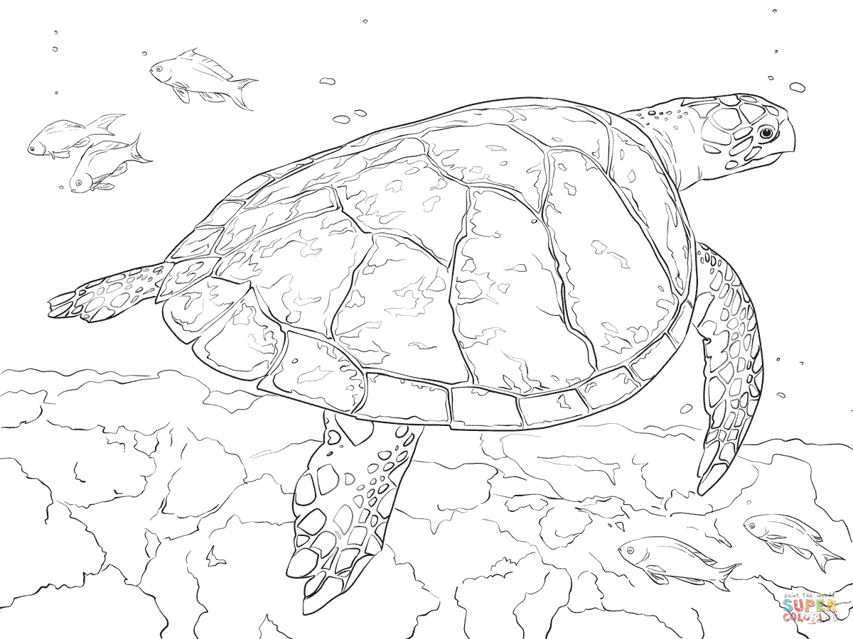 1200x900 Realistic Hawksbill Sea Turtle Coloring Page Free Printable