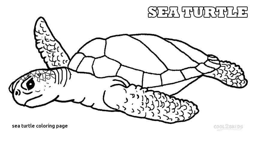 850x472 Realistic Sea Turtle Coloring Pages Color Bros For Sea Turtle
